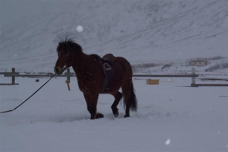 Islænder Erró billede 19