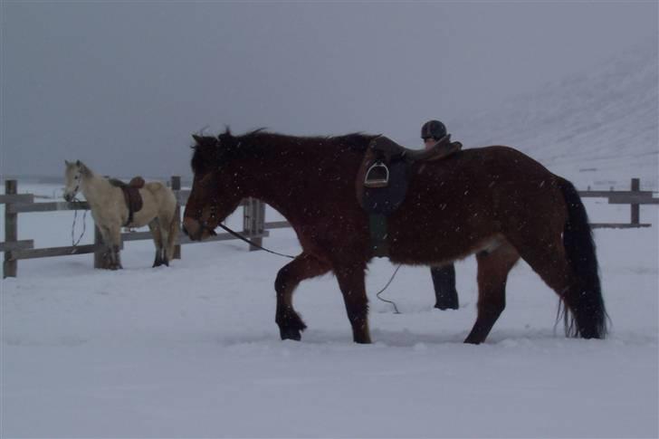 Islænder Erró billede 20