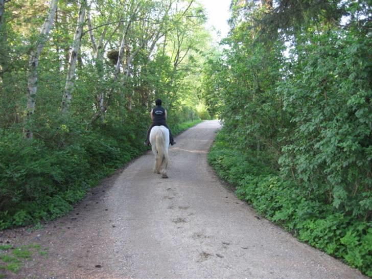 Tinker Sir Aragorn - Aragon og jeg har været ude på vores 1 tur, jeg har haft ham 1 uge nu billede 10