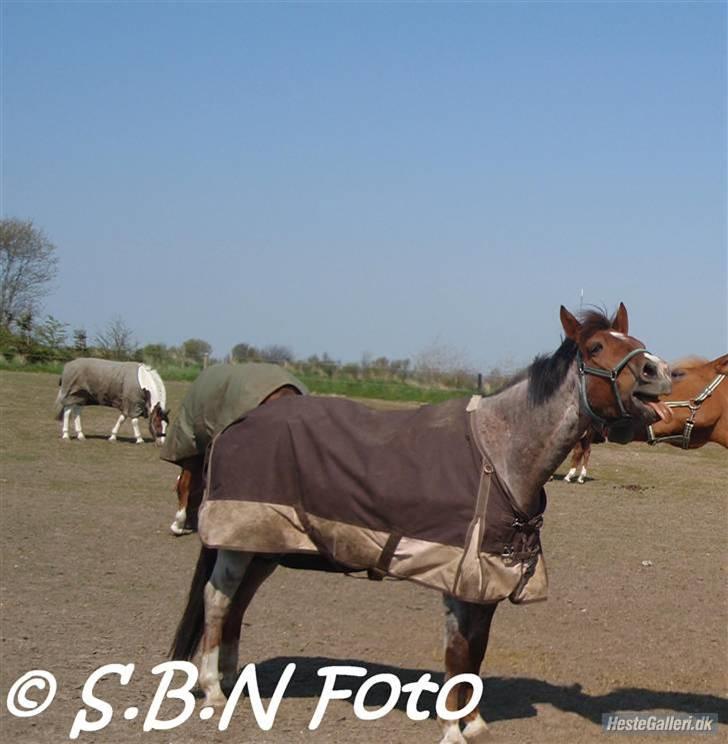 Welsh Cob (sec D) Goya **solgt** billede 10