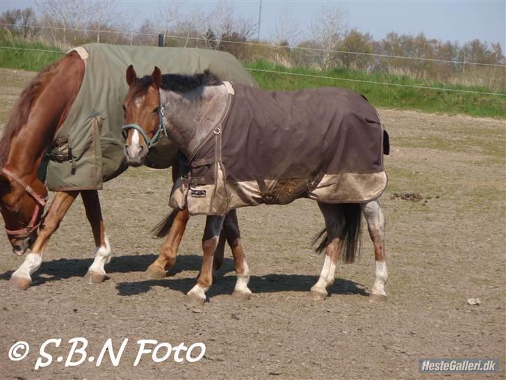 Welsh Cob (sec D) Goya **solgt** billede 11