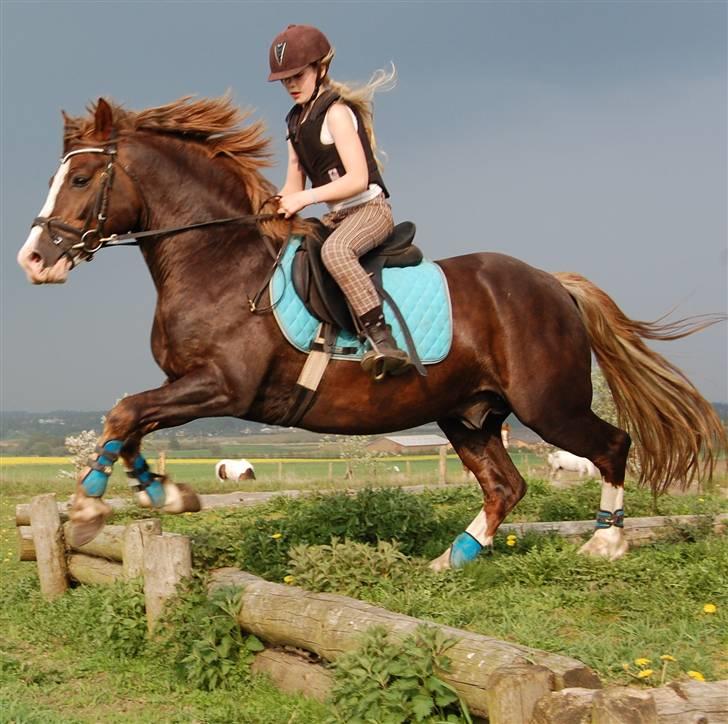 Welsh Pony af Cob-type (sec C) Maylie Selwyn kåret Hings billede 13