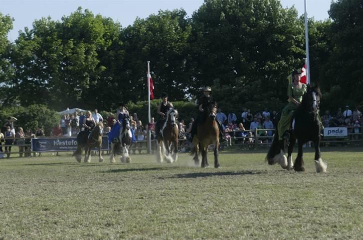 Irish Cob Sir Elton - så rides der ind til espalier billede 3