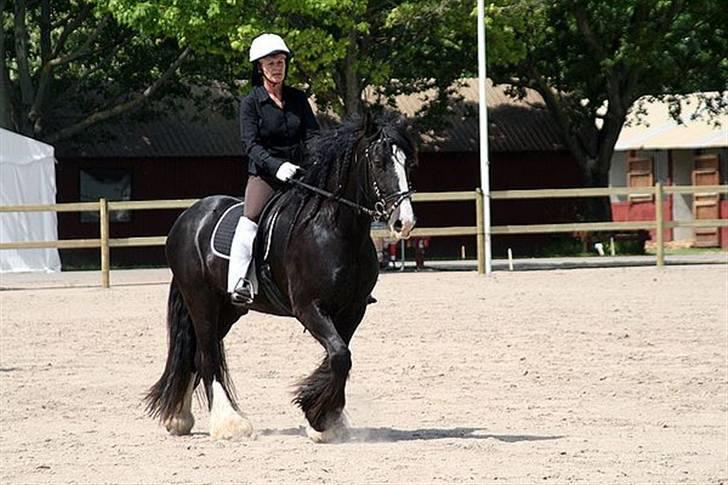 Irish Cob Sir Elton - Roskilde dyrskue d. 6.7.08 billede 5