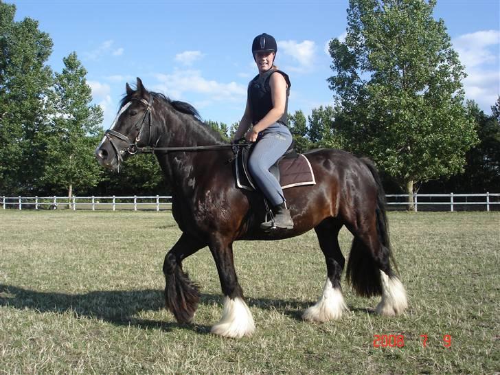 Irish Cob Sir Elton - min datter har lånt Elton billede 6