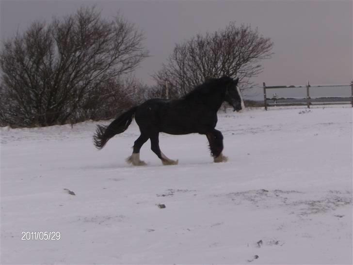 Irish Cob Sir Elton - Elton d. 17/12-09 billede 10