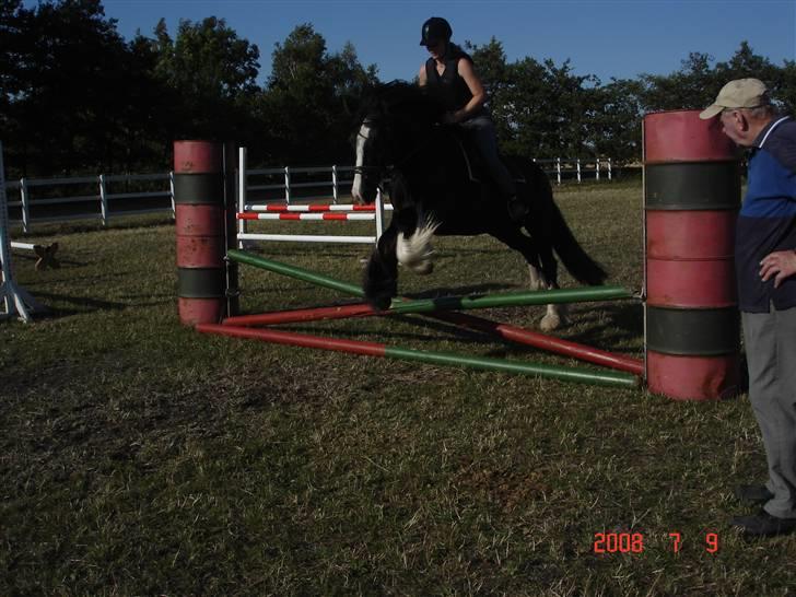 Irish Cob Sir Elton - han klarede det rigtig godt billede 12