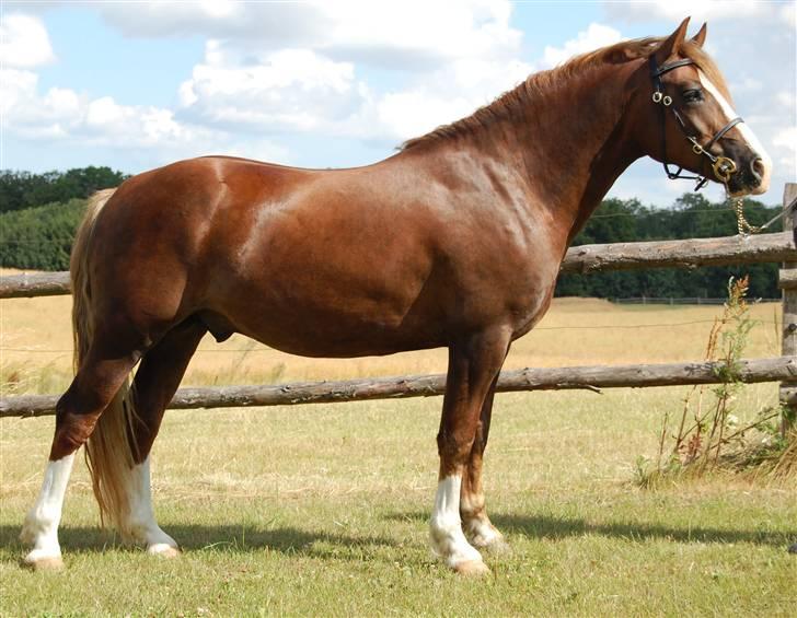 Welsh Pony af Cob-type (sec C) Maylie Selwyn kåret Hings billede 14