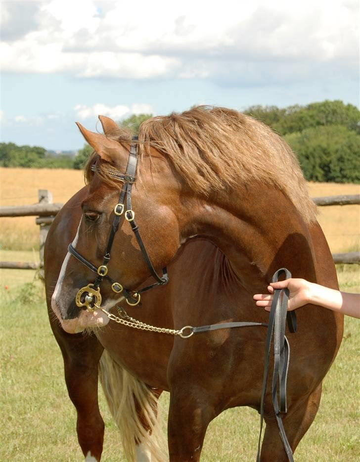 Welsh Pony af Cob-type (sec C) Maylie Selwyn kåret Hings billede 15