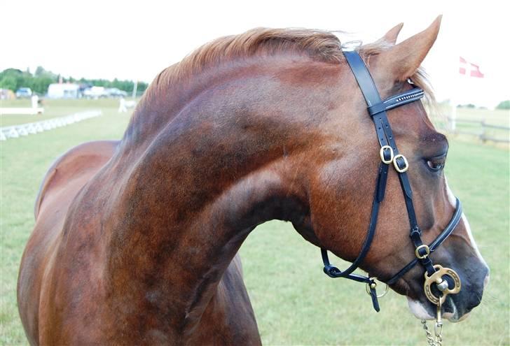 Welsh Pony af Cob-type (sec C) Maylie Selwyn kåret Hings billede 17