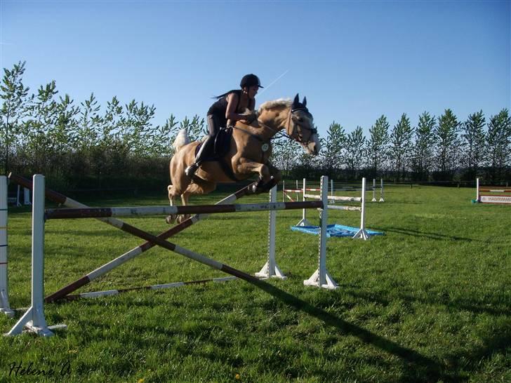 Palomino Miss Saigon (solgt) billede 12