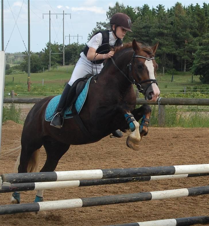 Welsh Pony af Cob-type (sec C) Maylie Selwyn kåret Hings billede 18