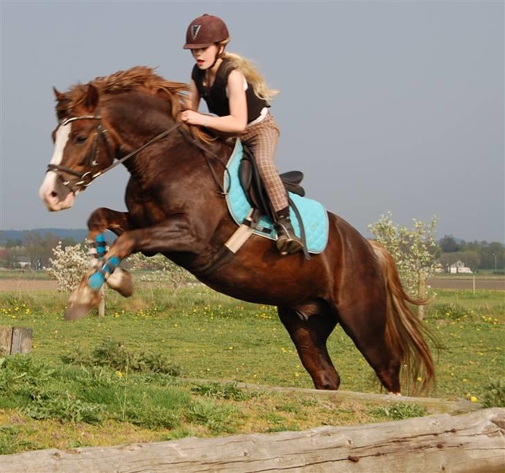 Welsh Pony af Cob-type (sec C) Maylie Selwyn kåret Hings billede 19