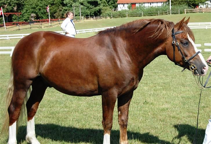 Welsh Pony af Cob-type (sec C) Maylie Selwyn kåret Hings billede 20