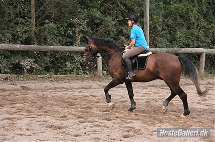 Anden særlig race Flik Flak *SOLGT* billede 16