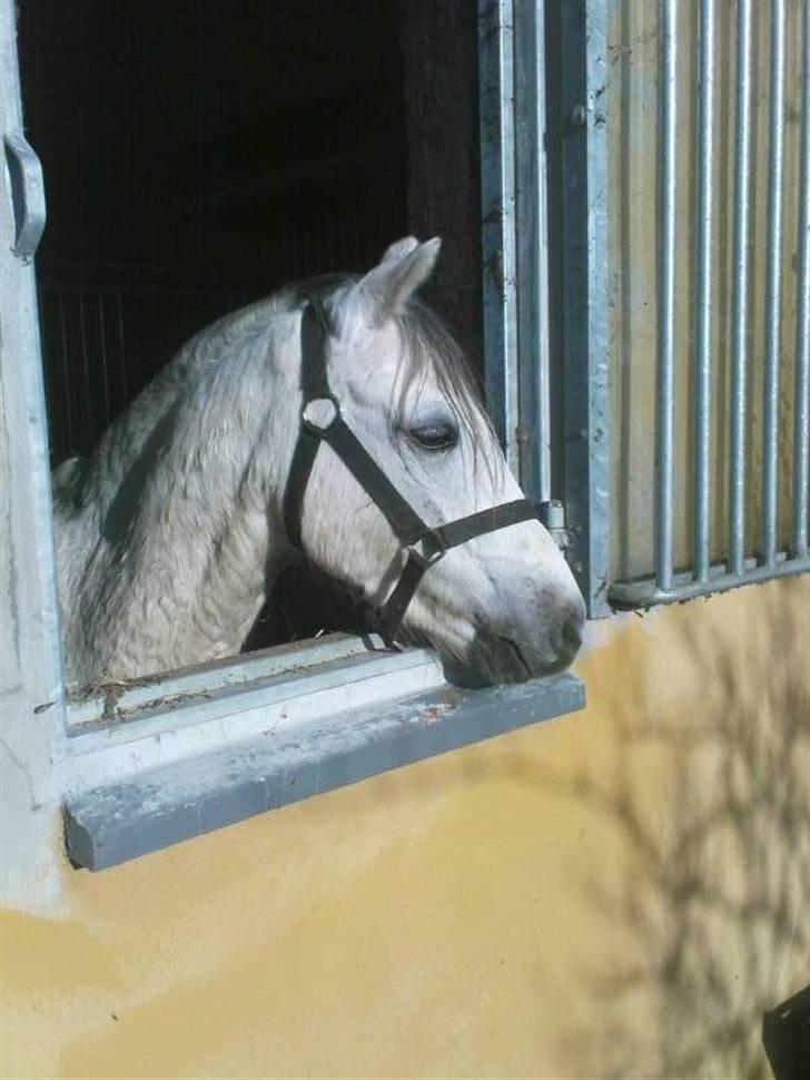Welsh Pony (sec B) Lyngvejens Jack  - smukke Jack, kigger ud :* billede 8