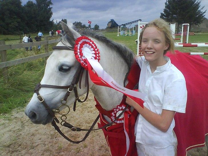 Welsh Pony (sec B) Lyngvejens Jack  - Jack til min konfirmation 2008 billede 9