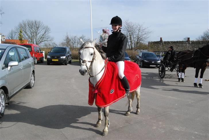 Welsh Pony (sec B) Lyngvejens Jack  - her ligner det at han har et stort hoved ! men det har han ikke, han har et ædelt sødt welsh hoved :D billede 10