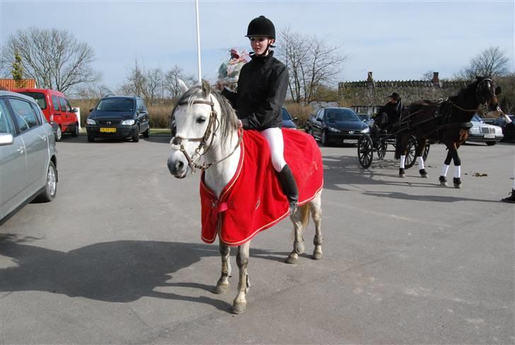 Welsh Pony (sec B) Lyngvejens Jack  - ved kirken :) billede 11