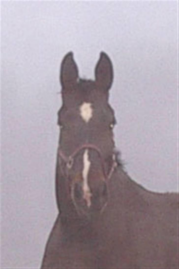 Oldenborg Sasha    R.I.P billede 2