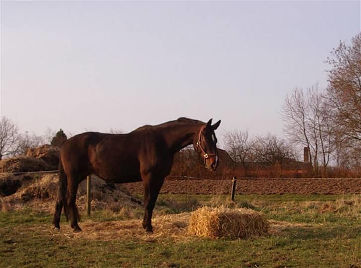 Oldenborg Sasha    R.I.P billede 3