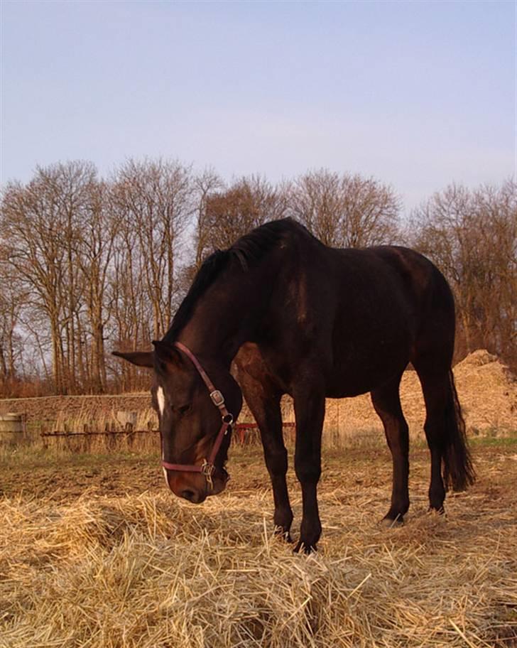 Oldenborg Sasha    R.I.P billede 4