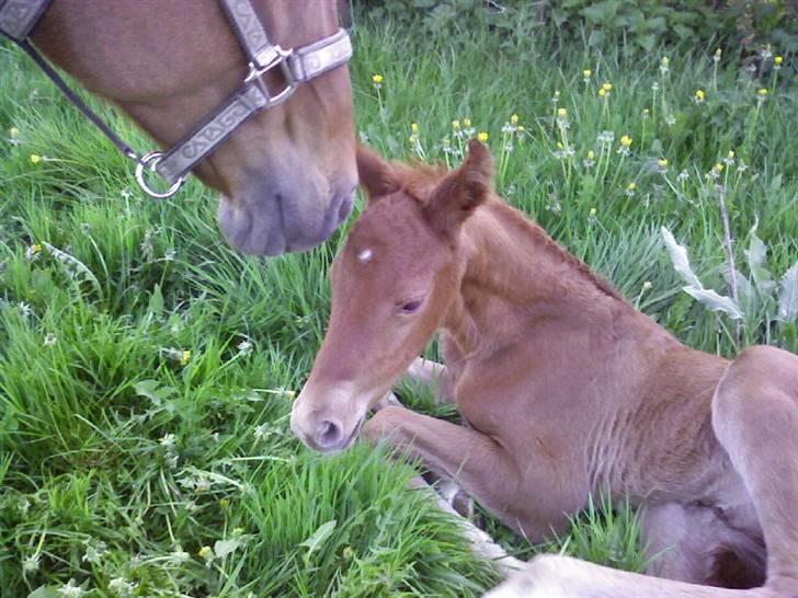 Dansk Varmblod Duelund´s Dirigent billede 8