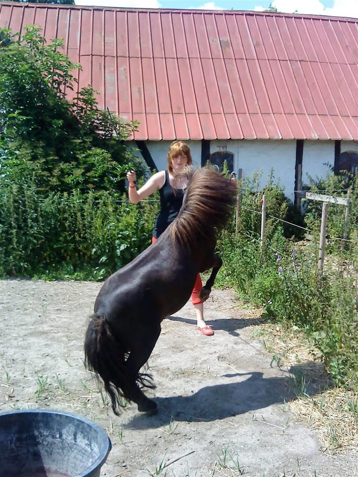 Miniature Herkules R.I.P - hej velkommen til herkoles profil:)herkoles ville blive meget meget glad hvis i hjalp ham i udf..såe giver han da igen :) kik på hans billeder og se verdens sødeste pony !<3 hvis i giver mindre end høj så giv en fair begrundelse ! billede 1