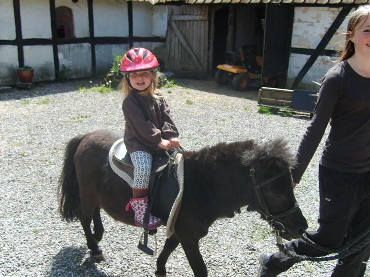 Miniature Herkules R.I.P - malou den dejlige unge rider på herkoles, vi havde næsten lige fået ham..prøv at se hvordan han ser ud :/ billede 2