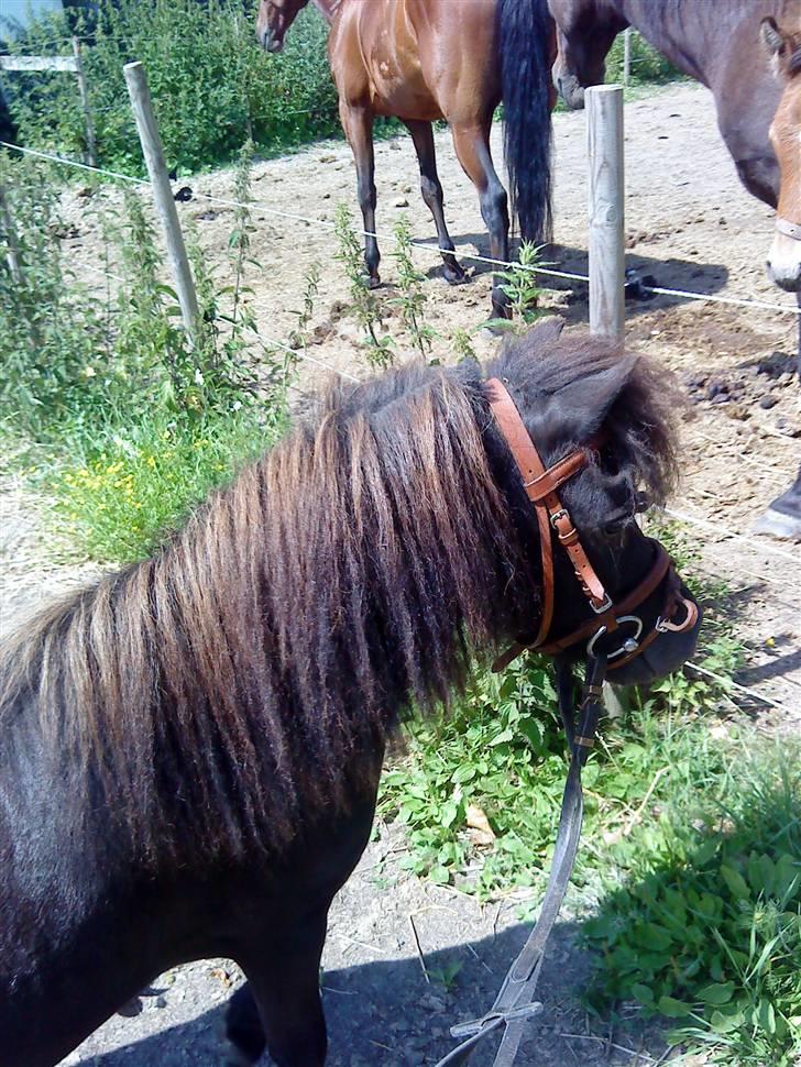 Miniature Herkules R.I.P - elsker dig min dreng :´) billede 3