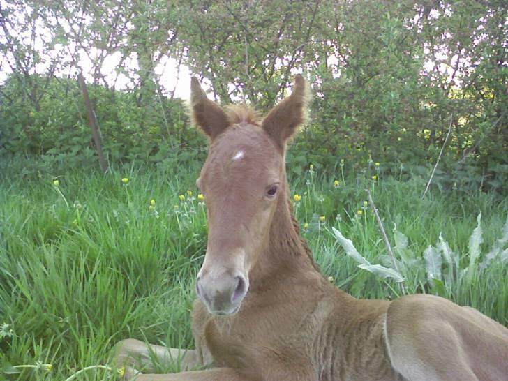 Dansk Varmblod Duelund´s Dirigent billede 9