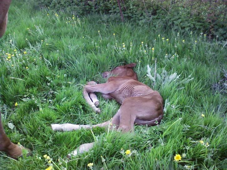 Dansk Varmblod Duelund´s Dirigent billede 10