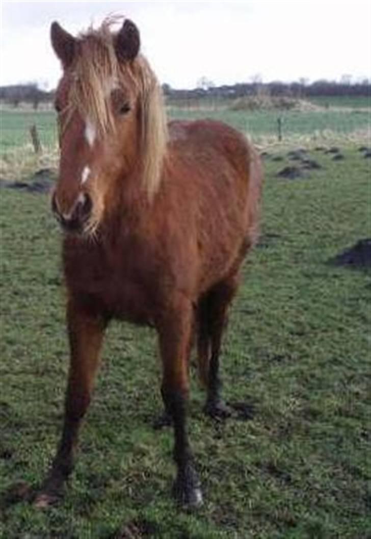 Welsh Pony (sec B) | Enemarks Laban - Nr. 5 Laban som 2årig da han stod i Hokkerup, som vildhest. Havde aldrig før været i kontakt med et menneske (: billede 5