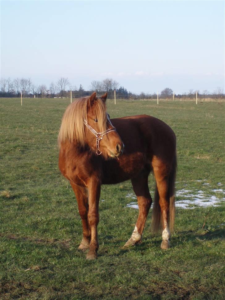 Welsh Pony (sec B) | Enemarks Laban - Nr. 6 Sommeren 2008 - På græs i solnedgangen XD :D billede 6