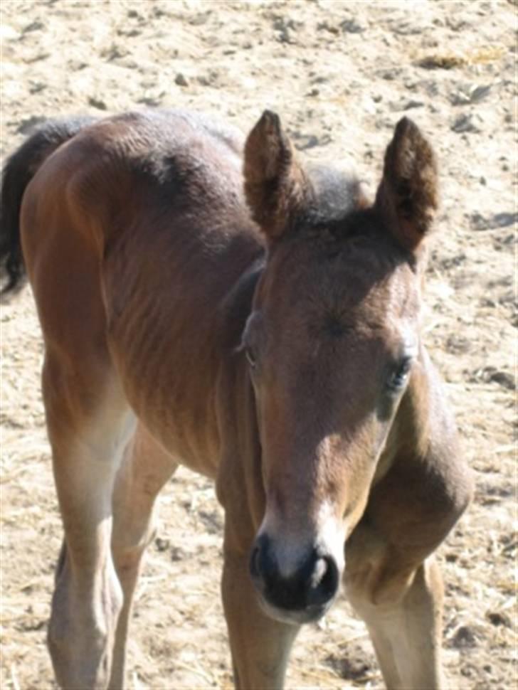 Dansk Varmblod Graversgaards Zena - zena 12 timer billede 1