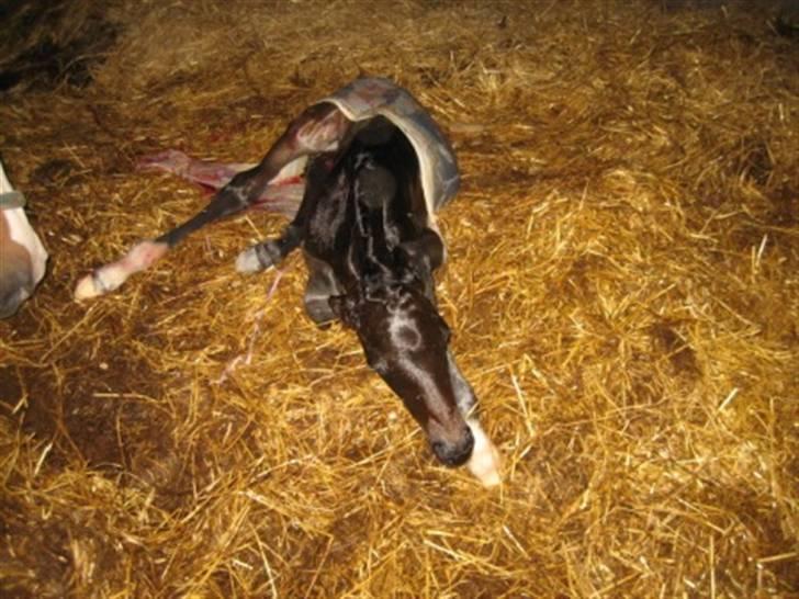 Dansk Varmblod Graversgaards Zena billede 2