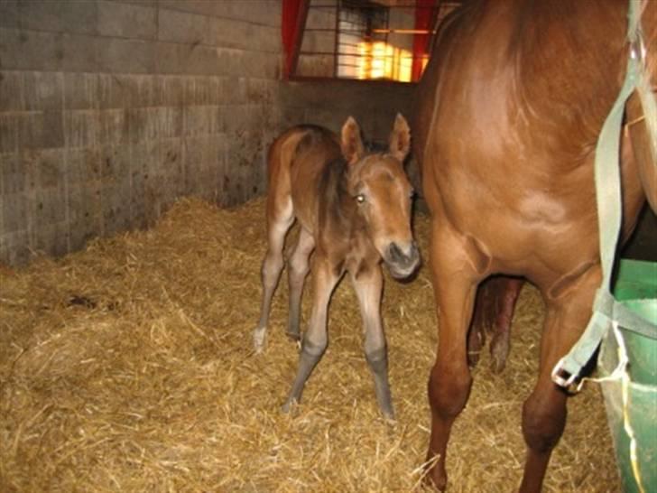 Dansk Varmblod Graversgaards Zena billede 3