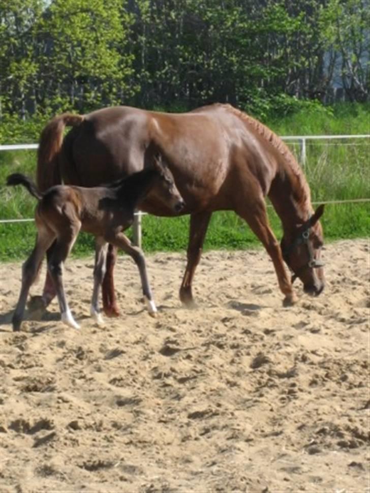 Dansk Varmblod Graversgaards Zena billede 4