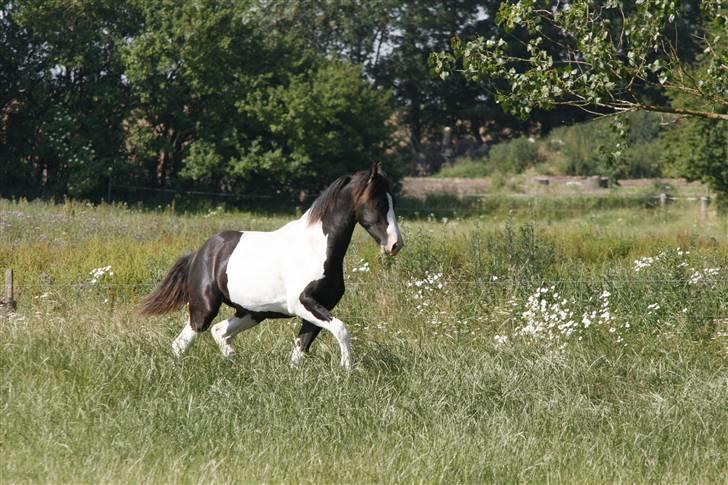 Barockpinto Angel af Pilevadgaard billede 3