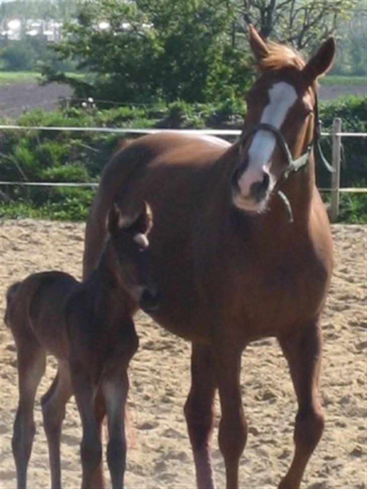 Dansk Varmblod Graversgaards Zena billede 5