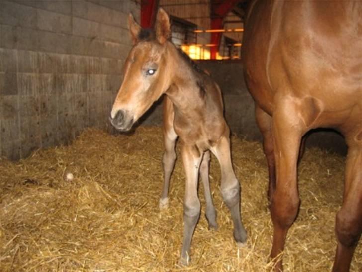 Dansk Varmblod Graversgaards Zena billede 6