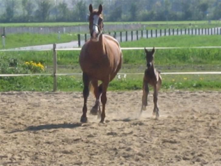 Dansk Varmblod Graversgaards Zena billede 7