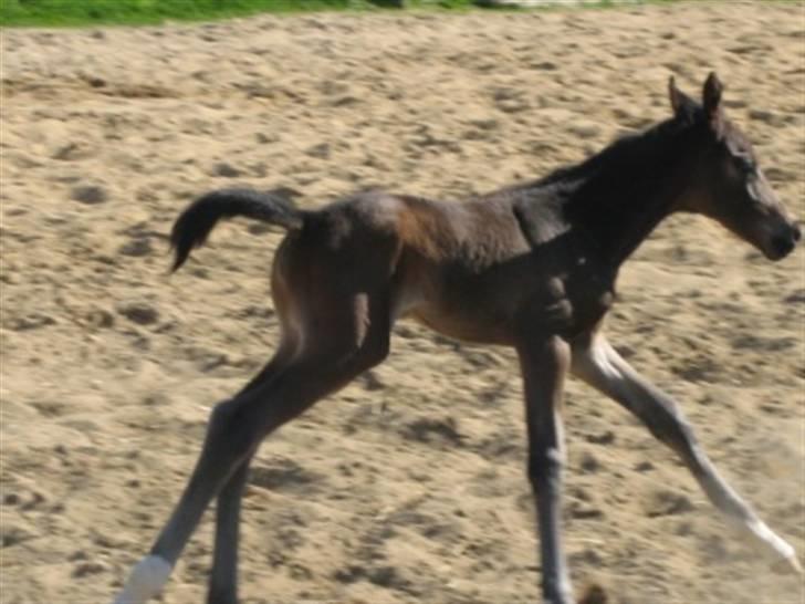 Dansk Varmblod Graversgaards Zena billede 8