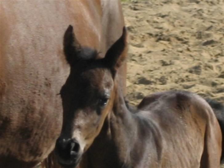 Dansk Varmblod Graversgaards Zena billede 9