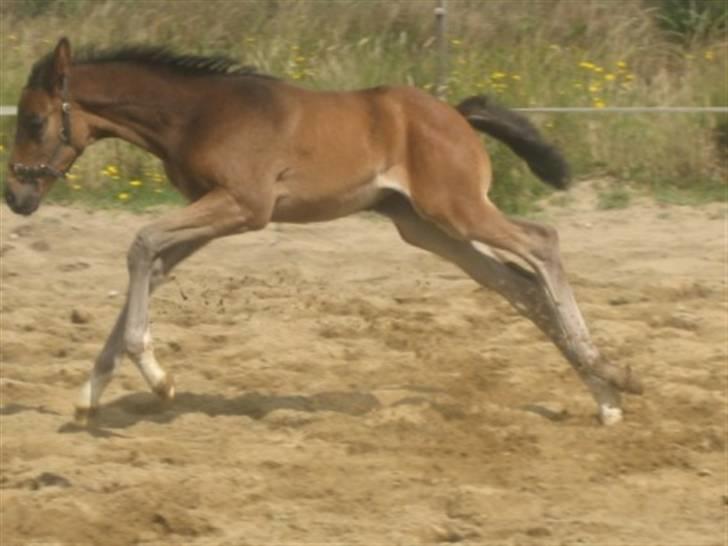 Dansk Varmblod Graversgaards Zena billede 10