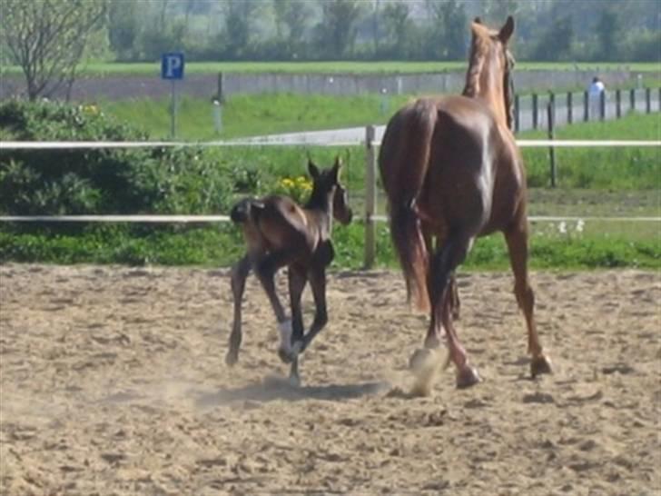 Dansk Varmblod Graversgaards Zena billede 11