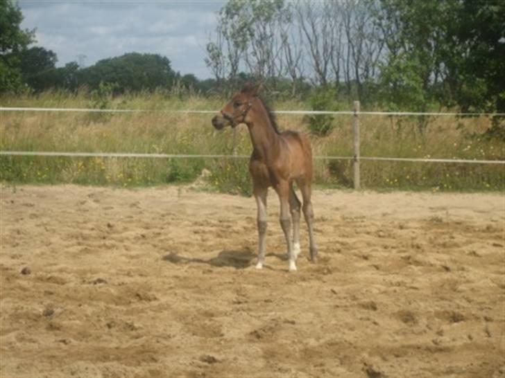 Dansk Varmblod Graversgaards Zena billede 12