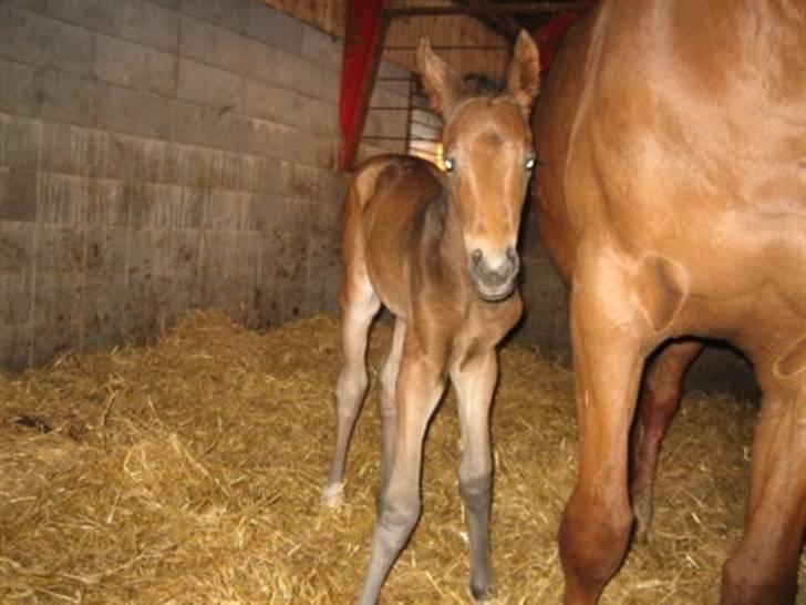 Dansk Varmblod Graversgaards Zena billede 13