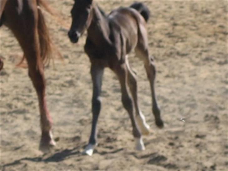 Dansk Varmblod Graversgaards Zena billede 14