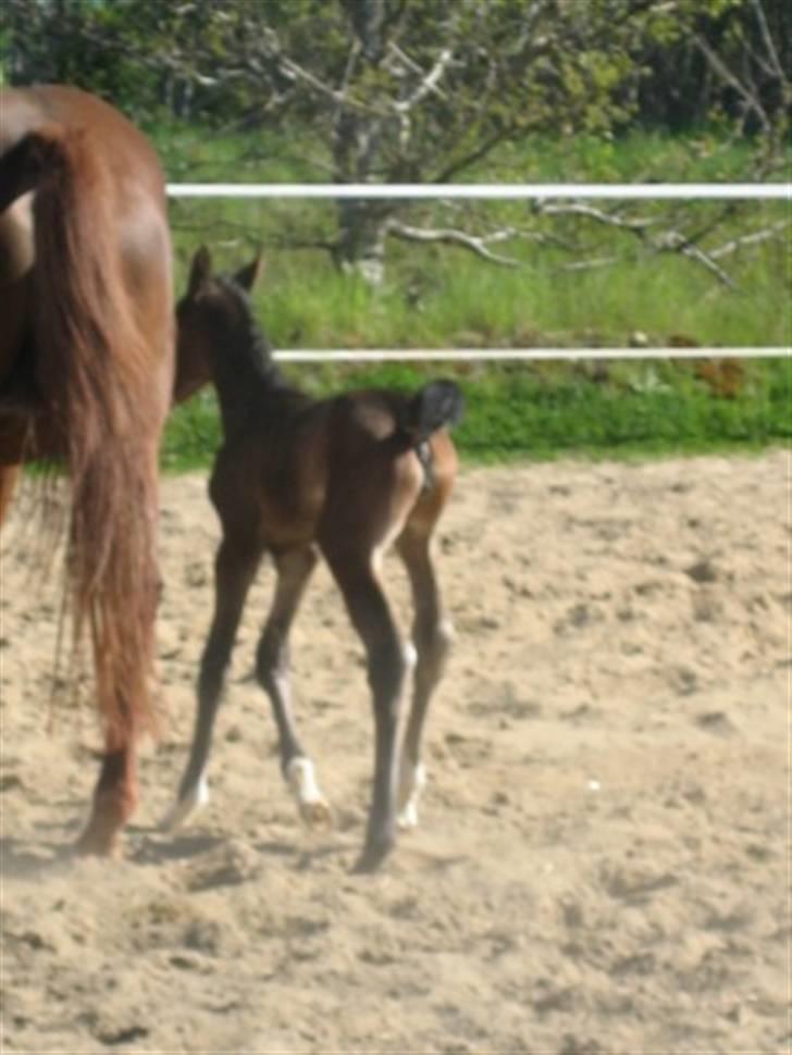 Dansk Varmblod Graversgaards Zena billede 15